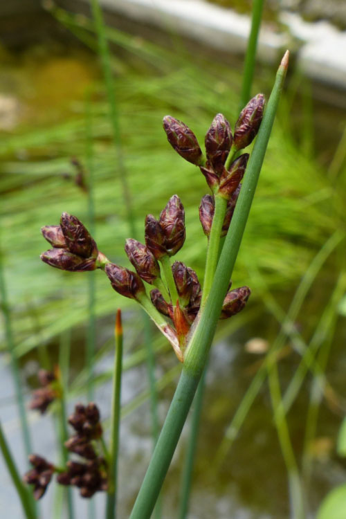  Softstem Bulrush (Schoenoplectus Tabernaemontani) - 8 Pack Of 1 Gallon Pots
