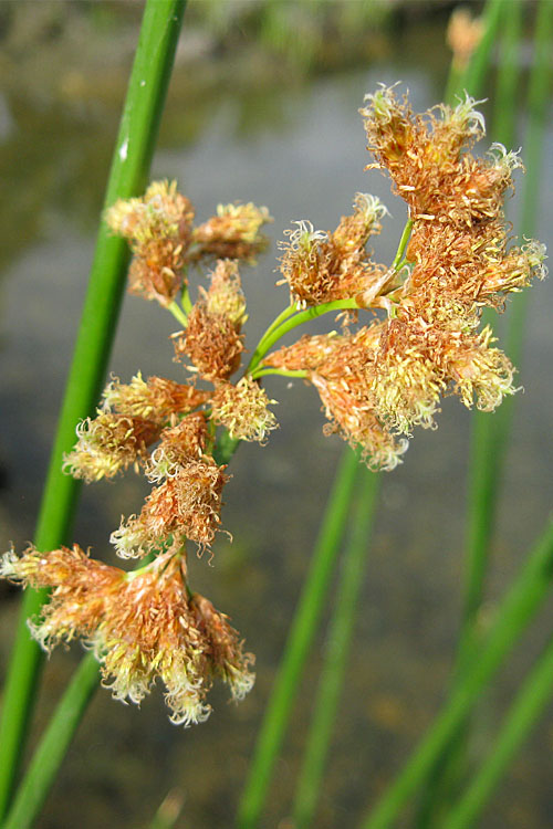  Softstem Bulrush (Schoenoplectus Tabernaemontani) - 6 Pack Of 1 Gallon Pots