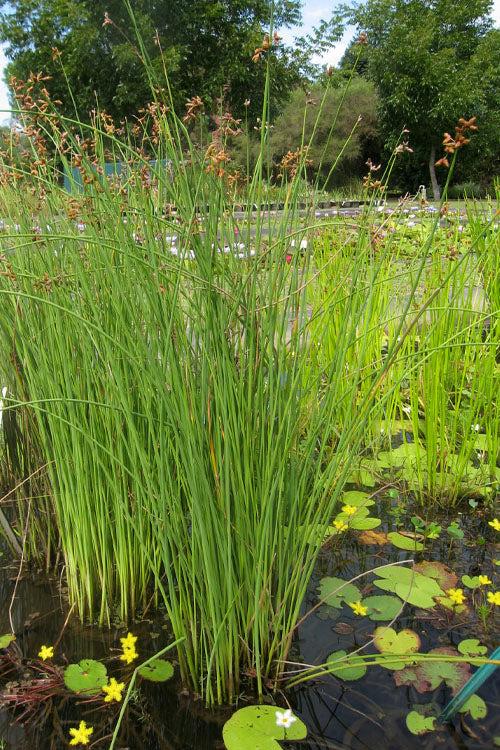  Softstem Bulrush (Schoenoplectus Tabernaemontani) - 8 Pack Of 1 Gallon Pots