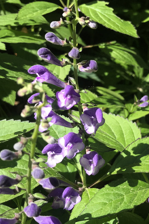  Appalachian Blues Skullcap (Scutellaria) - 1 Gallon Pot