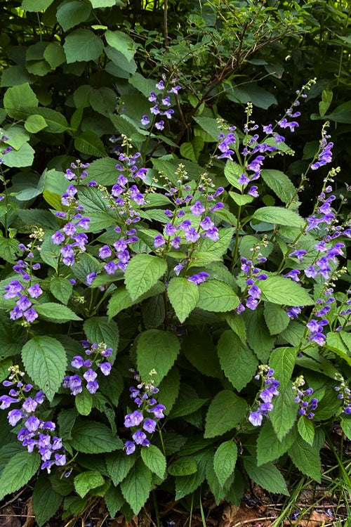 Appalachian Blues Skullcap (Scutellaria) - 1 Gallon Pot