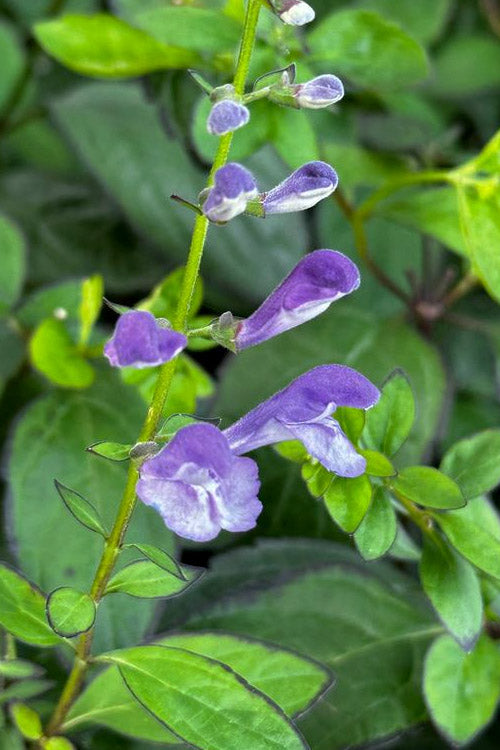  Appalachian Blues Skullcap (Scutellaria) - 1 Gallon Pot
