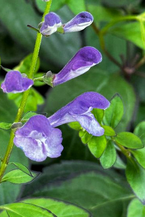  Appalachian Blues Skullcap (Scutellaria) - 1 Gallon Pot