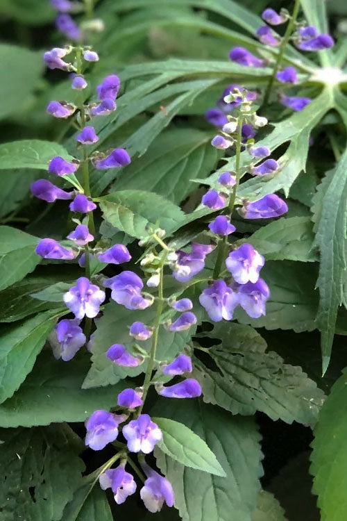  Appalachian Blues Skullcap (Scutellaria) - 1 Gallon Pot