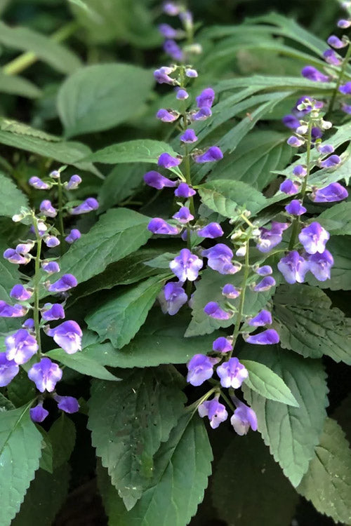  Appalachian Blues Skullcap (Scutellaria) - 1 Gallon Pot
