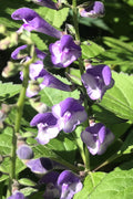 Appalachian Blues Skullcap (Scutellaria) - 1 Gallon Pot