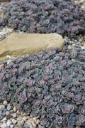  Blue Elf Sedum(Stonecrop) - 12 Pack Of Quart Pots
