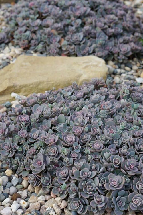  Blue Elf Sedum(Stonecrop) - 12 Pack Of Quart Pots