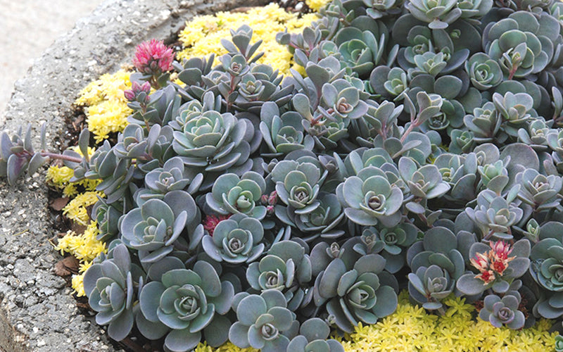  Blue Elf Sedum(Stonecrop) - 12 Pack Of Quart Pots