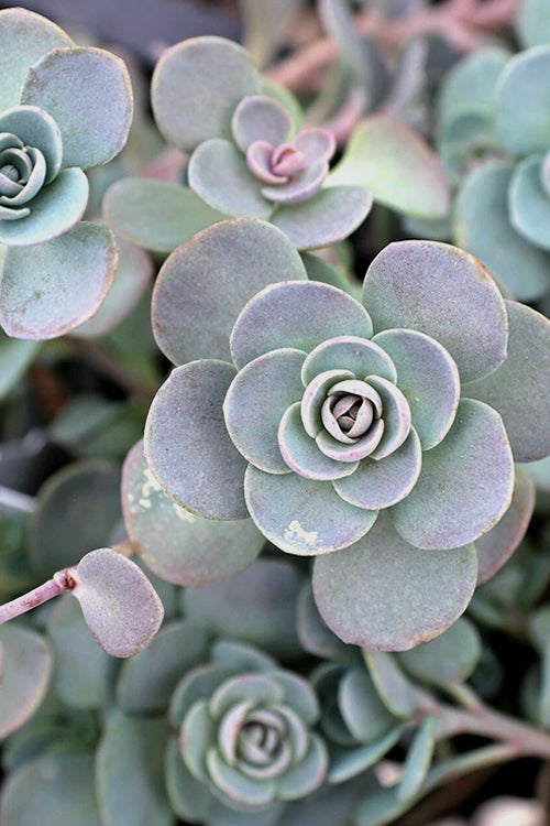  Blue Elf Sedum(Stonecrop) - 12 Pack Of Quart Pots
