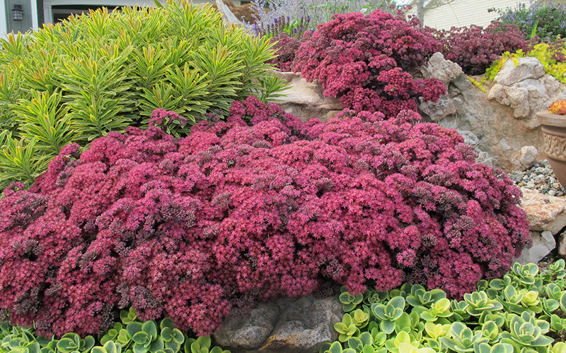  Blue Elf Sedum(Stonecrop) - 12 Pack Of Quart Pots