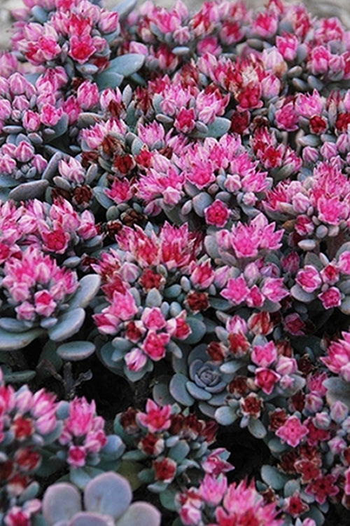  Blue Elf Sedum(Stonecrop) - 12 Pack Of Quart Pots