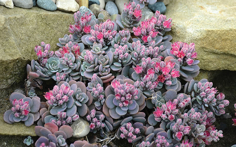 Blue Elf Sedum(Stonecrop) - 12 Pack Of Quart Pots