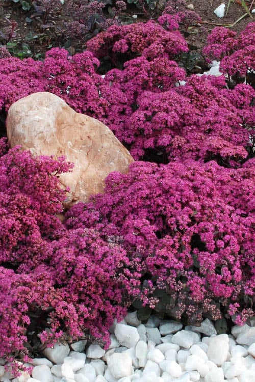  Dazzleberry Sedum - 5 Pack Of 4" Pint Pots 