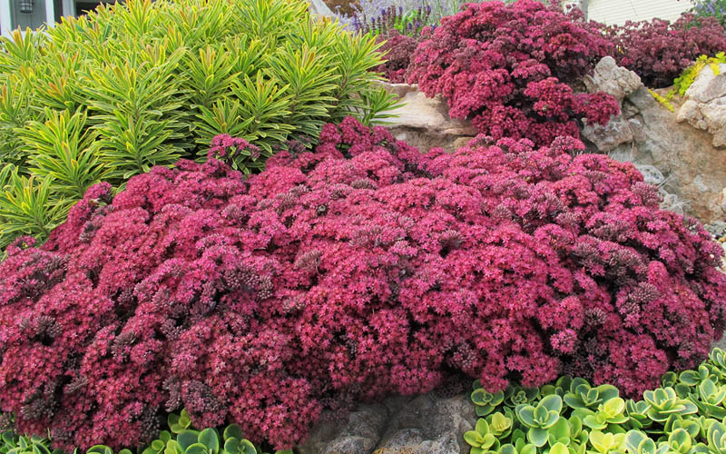  Dazzleberry Sedum - 5 Pack Of 4" Pint Pots