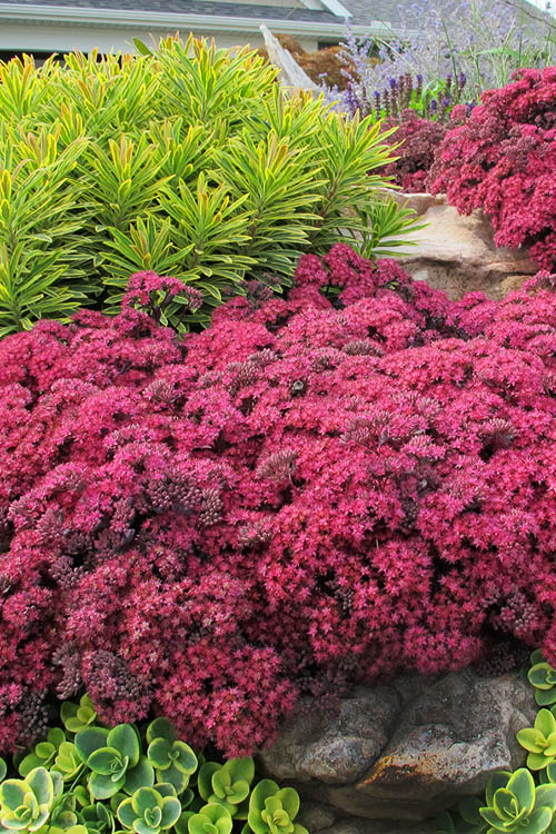  Dazzleberry Sedum - 5 Pack Of 4" Pint Pots