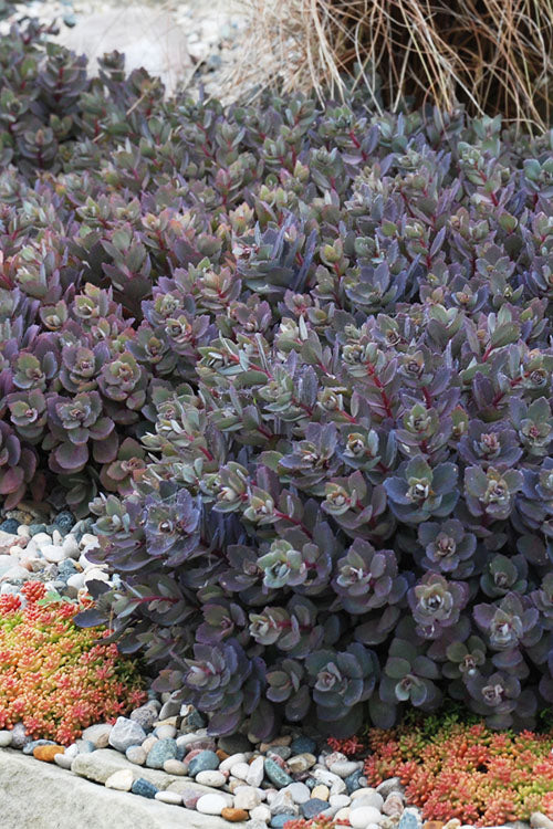  Dazzleberry Sedum - 5 Pack Of 4" Pint Pots