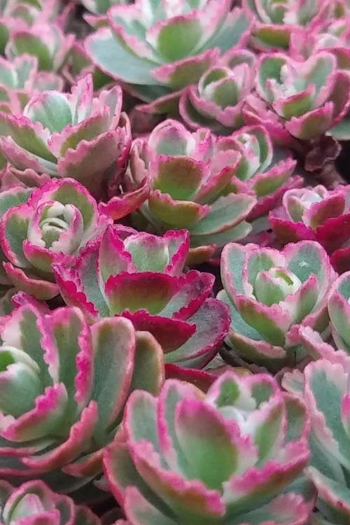  Tricolor Sedum - 10 Pack Of Quart Pots
