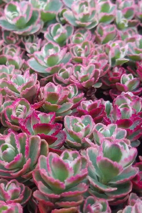 Tricolor Sedum - 10 Pack Of Quart Pots