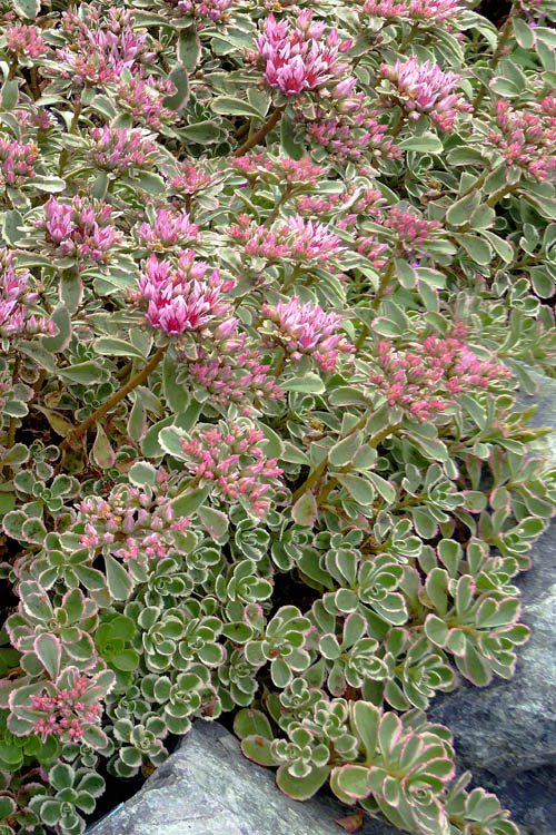  Tricolor Sedum - 10 Pack Of Quart Pots