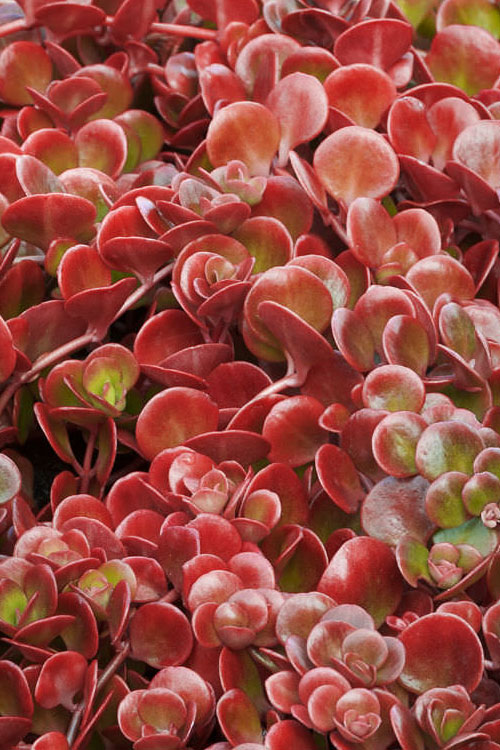  Coral Reef Sedum Tetractinum - 10 Pack Of 4" Pint Pots