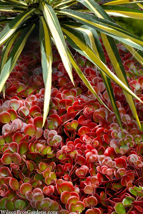  Coral Reef Sedum - 5-Pack Of Pint Pots