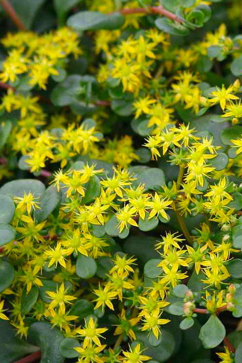  Coral Reef Sedum - 5-Pack Of Pint Pots