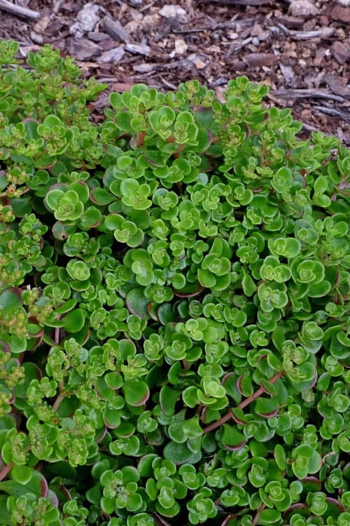  Coral Reef Sedum Tetractinum - 10 Pack Of 4" Pint Pots