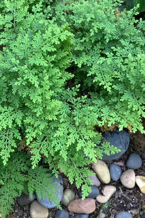  Arborvitae Fern (Selaginella Braunii) - 1 Gallon Pot 