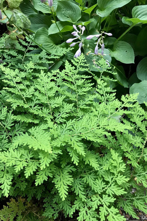  Arborvitae Fern (Selaginella Braunii) - 6 Pack Of 1 Gallon Pots