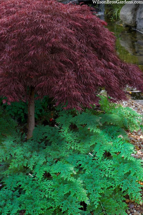 Arborvitae Fern (Selaginella Braunii) - 1 Gallon Pot 