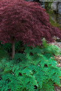  Arborvitae Fern (Selaginella Braunii) - 2.5 Quart Pot