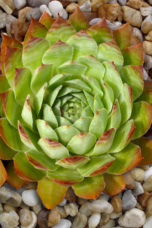  Carmen Hen And Chicks (Sempervivum) - 5 Pack Of Pint Pots
