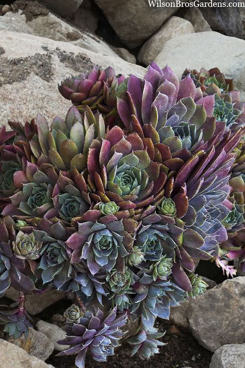  Desert Bloom Hen And Chicks (Sempervivum 'Krebs') - 10 Pack Of Pint Pots