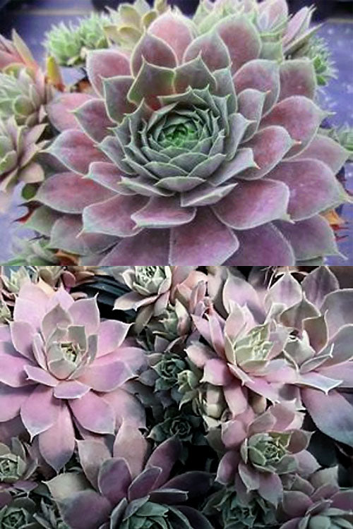  Desert Bloom Hen And Chicks (Sempervivum 'Krebs') - 10 Pack Of Pint Pots