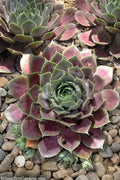  Desert Bloom Hen And Chicks (Sempervivum 'Krebs') - 10 Pack Of Pint Pots