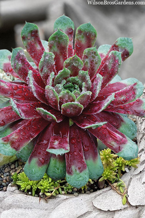  Ruby Heart Hen And Chicks (Sempervivum) - 5 Pack Of Quart Pots