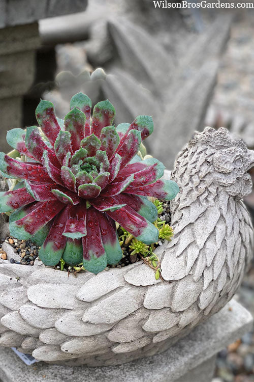  Ruby Heart Hen And Chicks (Sempervivum) - 5 Pack Of Quart Pots