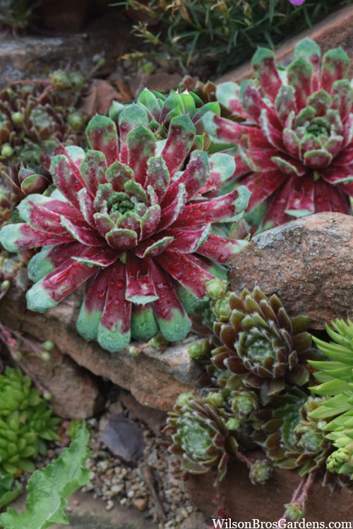 Ruby Heart Hen And Chicks (Sempervivum) - 5 Pack Of Quart Pots