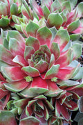  Silver King Hen And Chicks (Sempervivum) - 5 Pack Of Quart Pots