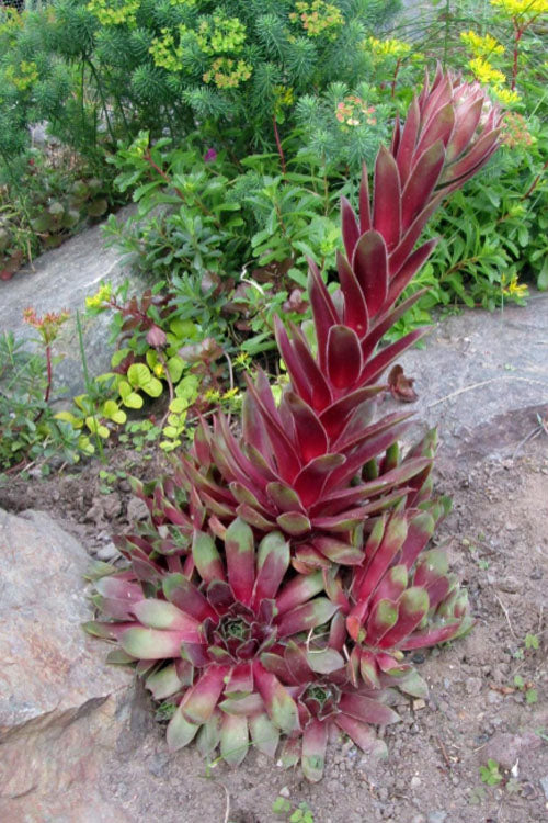  Silver King Hen And Chicks (Sempervivum) - 5 Pack Of Quart Pots
