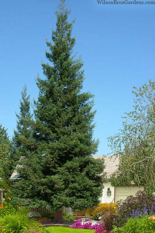  Inman's Select Redwood Tree (Sequoia Sempervirens) - 1 Gallon Pot