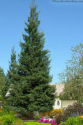 Inman's Select Redwood Tree (Sequoia Sempervirens) - 3 Gallon Pot