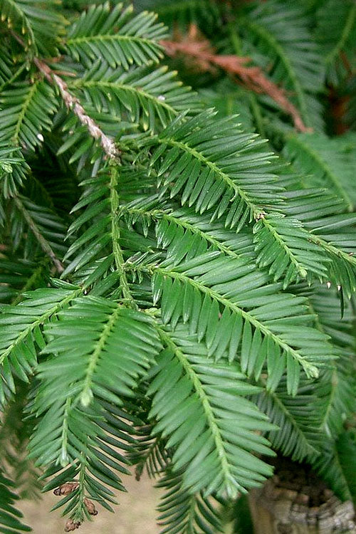  Inman's Select Redwood Tree (Sequoia Sempervirens) - 3 Gallon Pot
