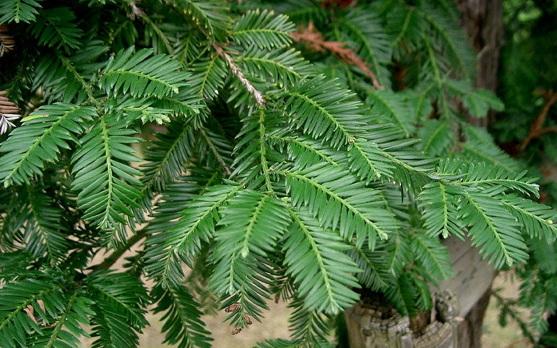  Inman's Select Redwood Tree (Sequoia Sempervirens) - 3 Gallon Pot