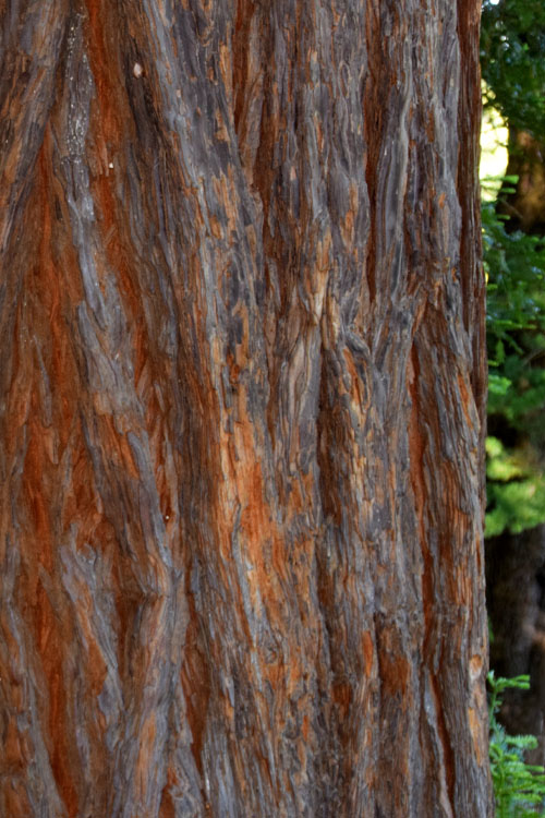  Inman's Select Redwood Tree (Sequoia Sempervirens) - 1 Gallon Pot