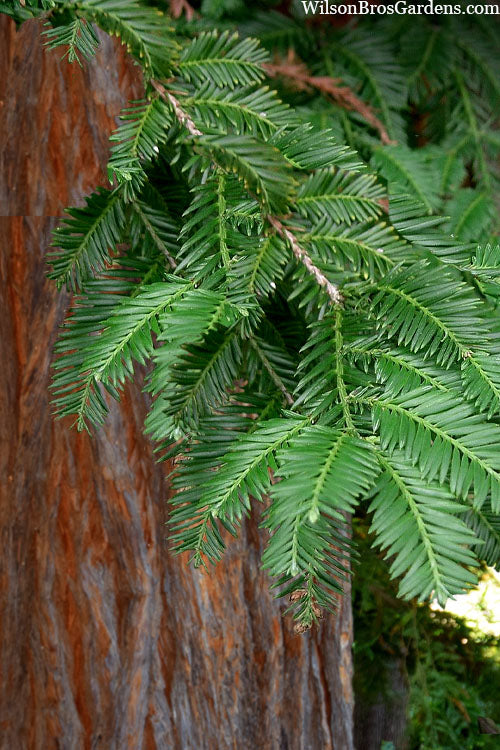  Inman's Select Redwood Tree (Sequoia Sempervirens) - 1 Gallon Pot
