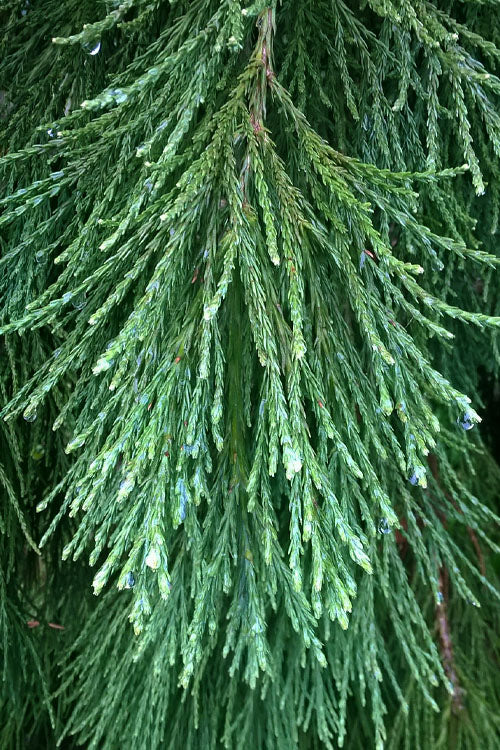  Barabit's Requiem Weeping Giant Redwood Tree - 6 Gallon Pot