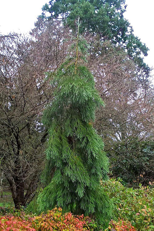  Barabit's Requiem Weeping Giant Redwood Tree - 6 Gallon Pot
