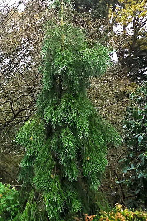  Barabit's Requiem Weeping Giant Redwood Tree - 6 Gallon Pot